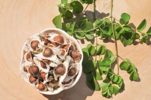 Moringa seeds, Storage Instructions : Cool Place