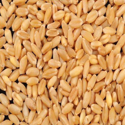 311 Shreeram Wheat Seeds for Flour