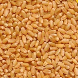 Lokvan Wheat Seeds, For Flour