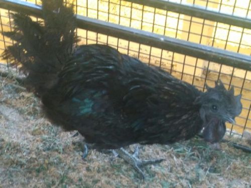 Kadknath Chicken