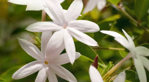 Fresh Jasmine Flowers, Color : White