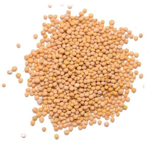 Mustard Seeds, Packaging Size : 10-15kg