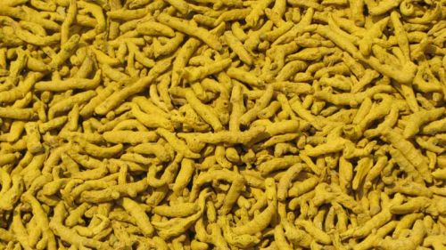 Organic Turmeric Finger, Color : Yellow