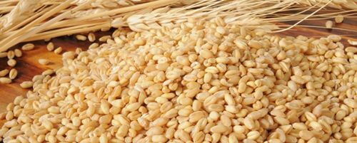 Wheat Seeds, For Food, Packaging Type : Jute Bags, Plastic Packets, PP Bags