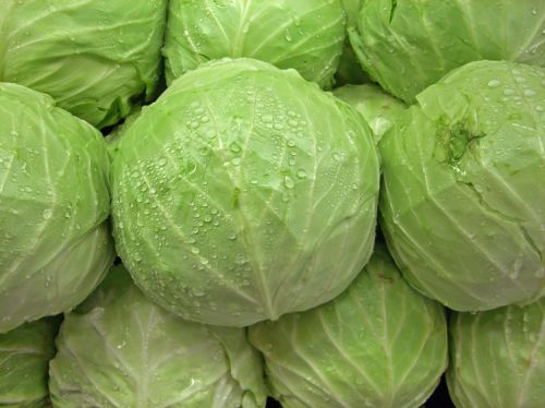 Organic Fresh Cabbage