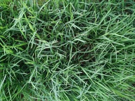 Fresh Bermuda Grass Powder