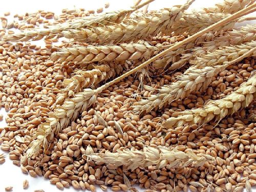 Wheat Seeds, For Flour, Food