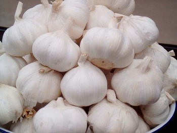 Organic fresh garlic