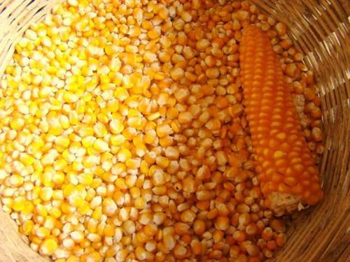 Organic Yellow Corn Animal Feed