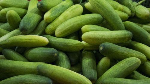 Organic Fresh Cucumber,fresh Cucumber, Color : Green