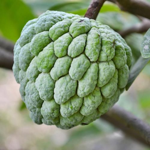 Fresh Custard Apple, Color : Green