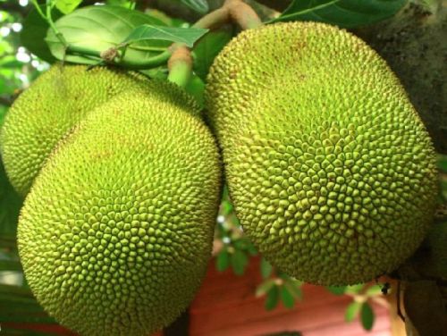 Fresh Jackfruit, Color : Green, Yellow