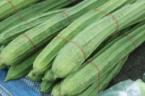 Organic Fresh Ridge Gourd, Color : Green