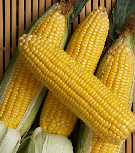 Yellow Corn, For Animal Feed, Flour, Rawa
