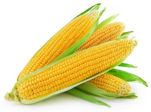 Organic Yellow Maize, For Cornflakes