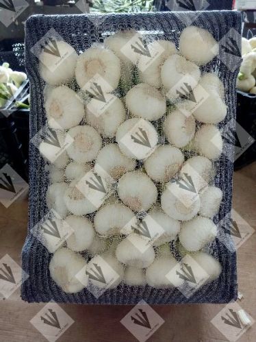 Fresh garlic, Feature : Moisture Proof, Gluten Free