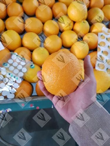 Orange, Packaging Type : Gunny bag