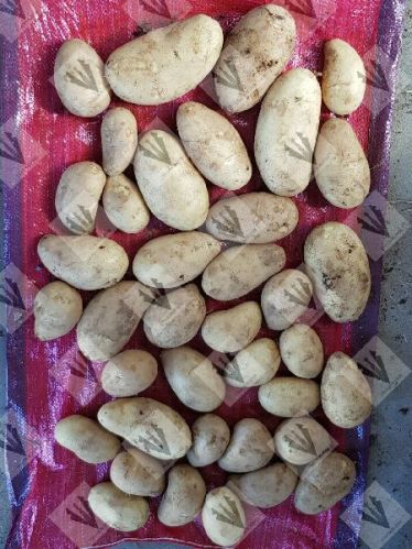 Potato, Packaging Size : 5-25kg