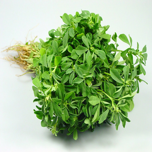 Fenugreek