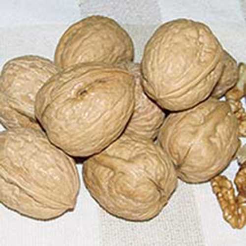 Walnuts