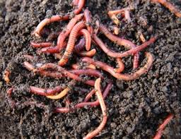 Earthworm Fertilizer, Purity : 100%