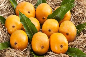 Organic Fresh Alphonso Mango, Packaging Type : Packed In Box