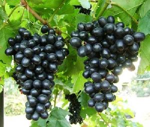 Organic Fresh Black Grapes, Packaging Type : Packed In Box