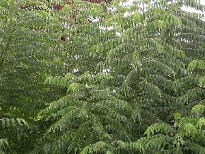 Organic Fresh Curry Leaves