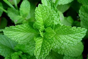 Organic Fresh Mint Leaves