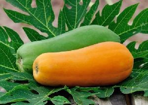 Organic Fresh Papaya