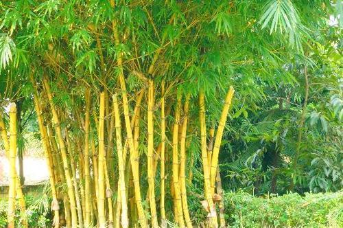 Bamboo Plants, Length : 5.5 To 6 Meters