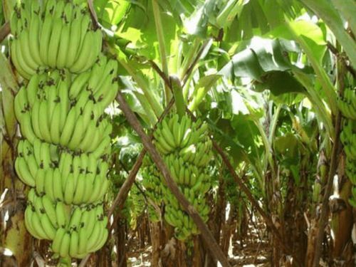 Organic Banana Plant