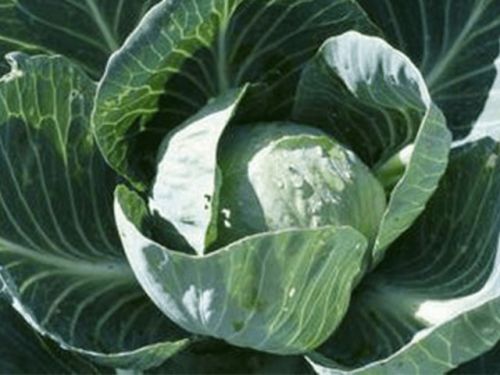 Cabbage Plant