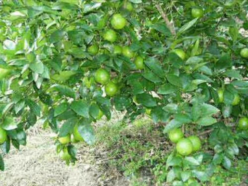 Organic Kagzi Lemon Plant