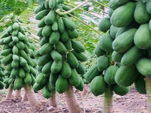 Taiwan Red Lady Papaya Plant