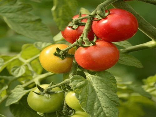 Tomato Plant