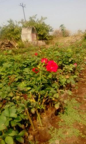 Divine Open Field Rose Plant, Style : Fresh