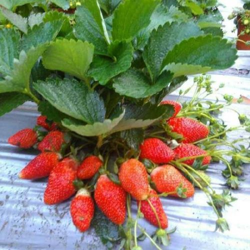 Organic Winter Dawn Strawberry Plants