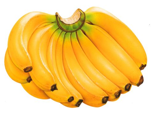 Organic Fresh Banana, For Food, Juice, Snacks, Variety : Poovan