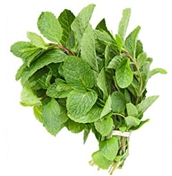 Organic Fresh Mint Leaves
