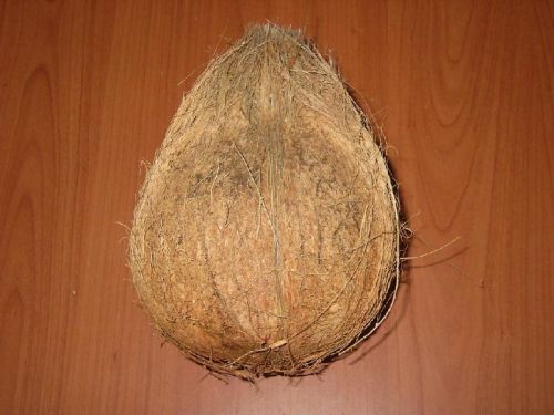 Coconut