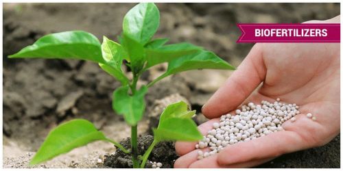 Biofertilizer, For Agriculture