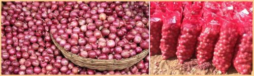 Fresh Red Onion, Size : Medium