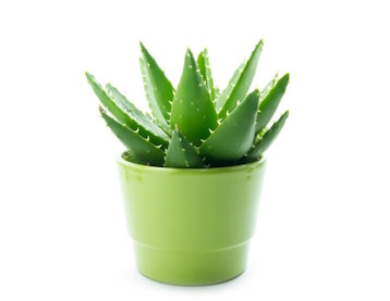 Organic Aloe Vera Baby Plants