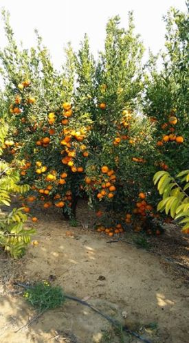 Fresh fruits, Brand Name : Heiba Export, Variety : Agriculture