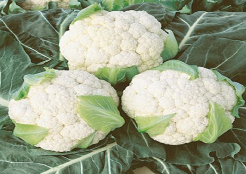 Organic Fresh Cauliflower