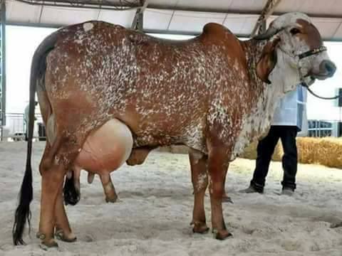 Gir Cow