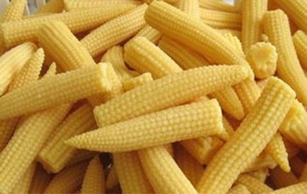 Fresh Baby Corn, Packaging Type : Packed In Net Bags