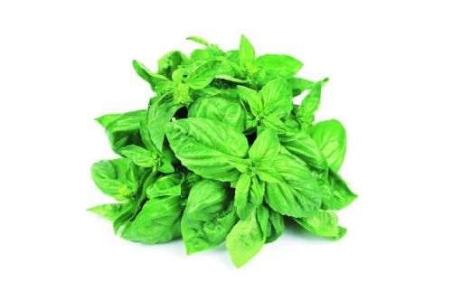 Fresh Basil Leaves