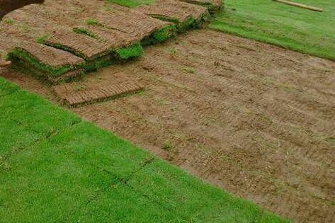 Lawn Grass Mats, For Decoration, Shape : Rectangular